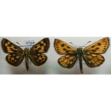 Carterocephalus silvicola (Meigen, 1829) pair Kosternik leśniak Poland65e